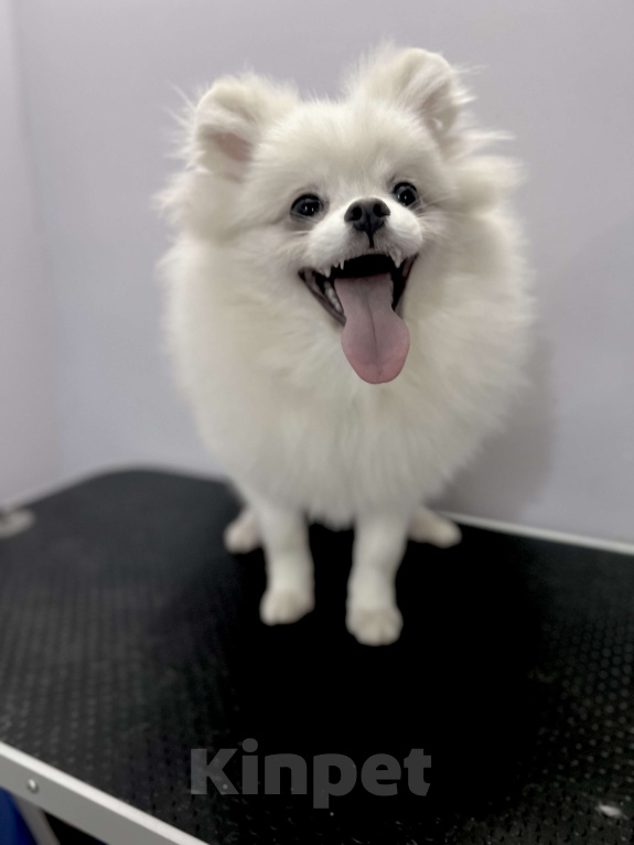 Собаки в Воронеже: РОММИ ШНАЙДЕР Девочка, 30 000 руб. - фото 1