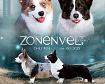 Собаки в других городах Ленинградской области: Нарядный кобель вельш корги кардиган ждёт родителей !  Мальчик, 60 000 руб. - фото 4