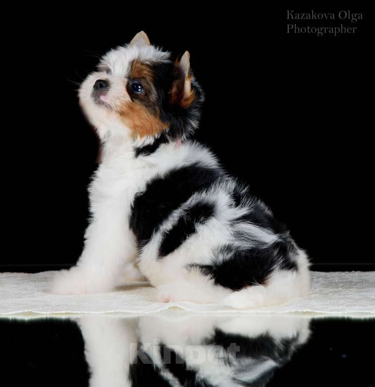 Собаки в Москве: Милейшие щенки Бивер терьера Девочка, 80 000 руб. - фото 1