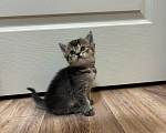 Кошки в Краснодаре: Продаются котята Мальчик, Бесплатно - фото 1
