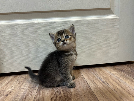 Продаются котята