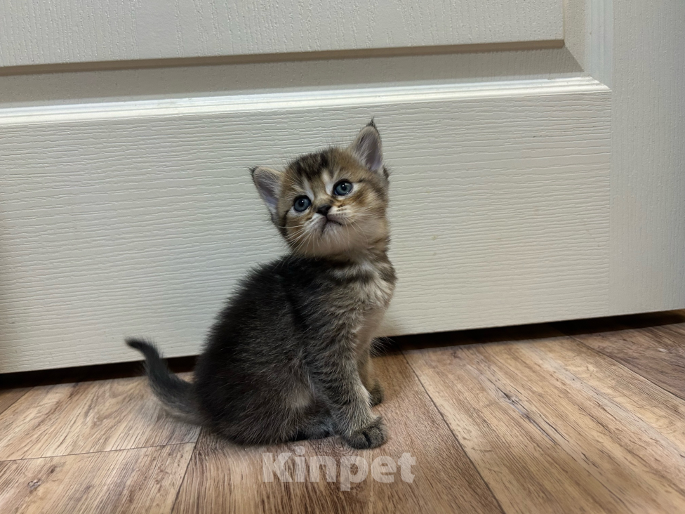 Кошки в Краснодаре: Продаются котята Мальчик, Бесплатно - фото 1