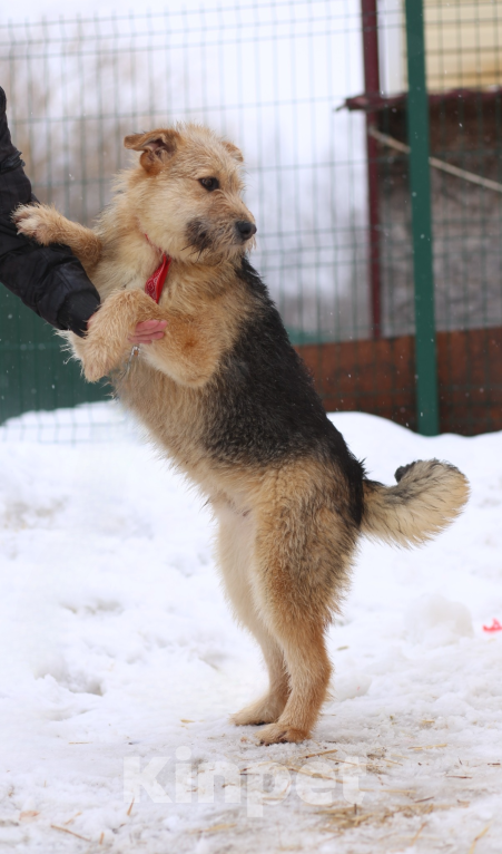 Собаки в Москве: щенок Арчи в добрые руки Мальчик, Бесплатно - фото 5