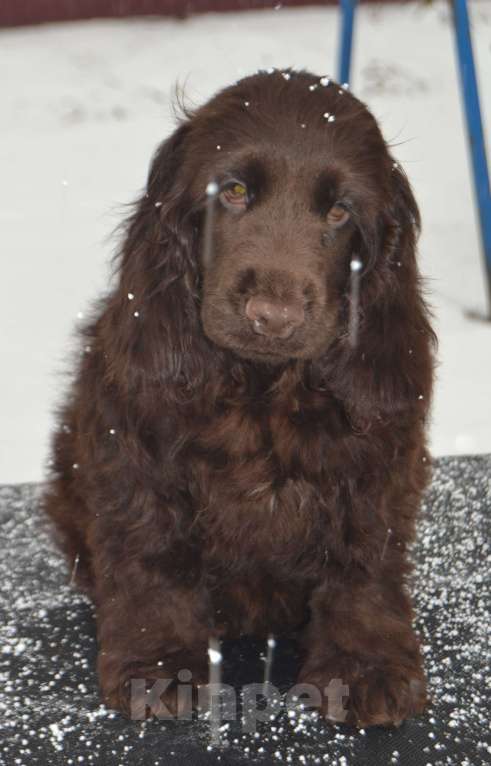 Собаки в Зеленограде: Английский кокер спаниель щенки Мальчик, 70 000 руб. - фото 4