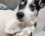 Собаки в Москве: Небольшая домашняя собачка Вега, метис Джек Рассела ищет дом Девочка, 10 руб. - фото 3
