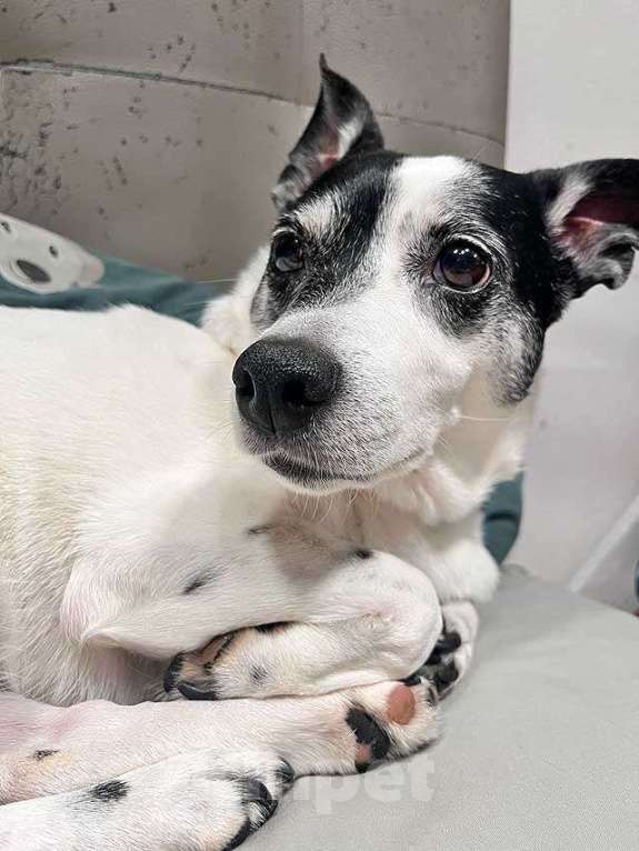 Собаки в Москве: Небольшая домашняя собачка Вега, метис Джек Рассела ищет дом Девочка, 10 руб. - фото 3