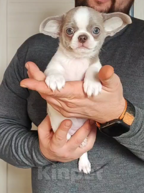 Собаки в Саратове: Щенок Чихуахуа Мальчик, 50 000 руб. - фото 8