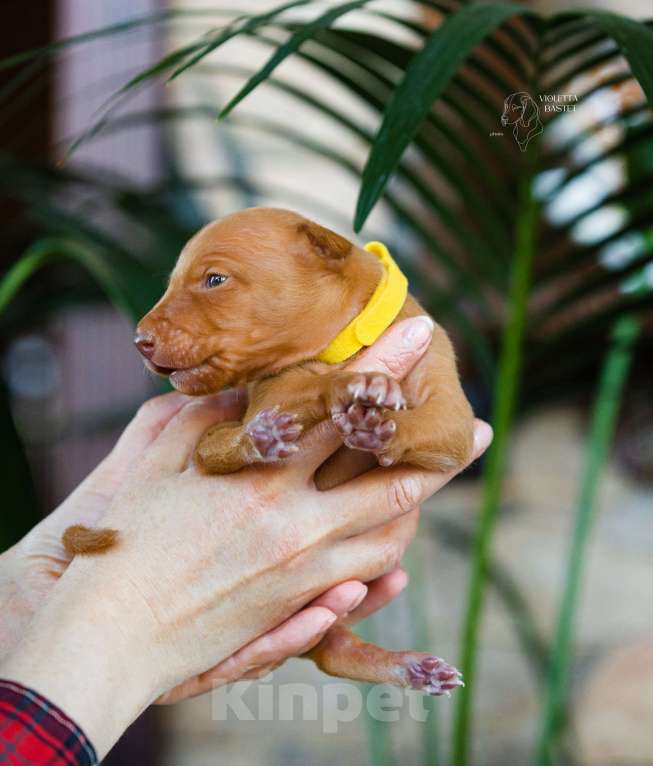 Собаки в Ярославле: Щенок Чирнеко дель Этна Девочка, 80 000 руб. - фото 3