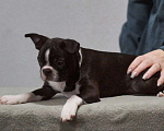 Собаки в Омске: Девочка бостон терьер Девочка, 80 000 руб. - фото 4