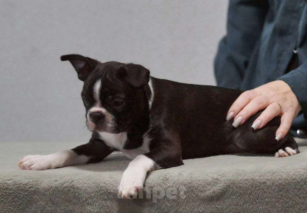 Собаки в Омске: Девочка бостон терьер Девочка, 80 000 руб. - фото 4