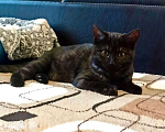 Кошки в Санкт-Петербурге: Кошечка подросток  окрас «темный дым» Девочка, Бесплатно - фото 1