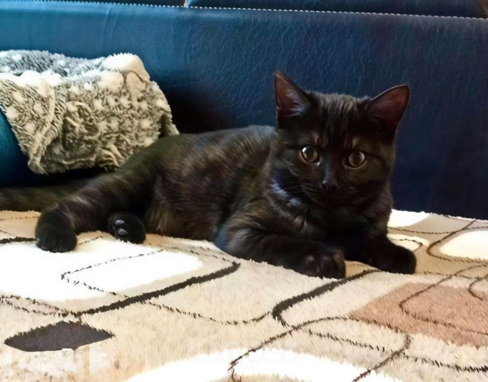 Кошки в Санкт-Петербурге: Кошечка подросток  окрас «темный дым» Девочка, Бесплатно - фото 1