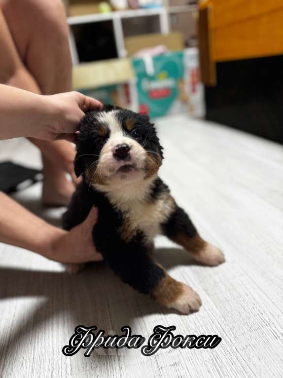 Собаки в Екатеринбурге: Бернский зенненхунд Девочка, 70 000 руб. - фото 7