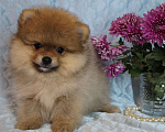 Собаки в Москве: Померанский шпиц- мини мальчик Мальчик, 35 000 руб. - фото 3