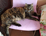 Кошки в Владивостоке: Отдам взрослую кошку в добрые руки Девочка, 1 руб. - фото 2