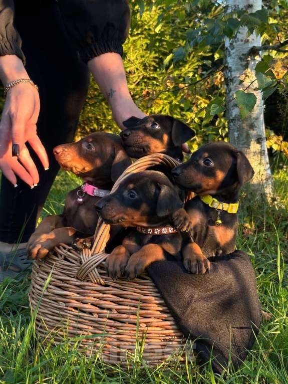 Собаки в Санкт-Петербурге: Щенок добермана  Девочка, 35 000 руб. - фото 5