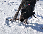 Собаки в Ростове-на-Дону: Найден метис дратхаара Мальчик, Бесплатно - фото 9