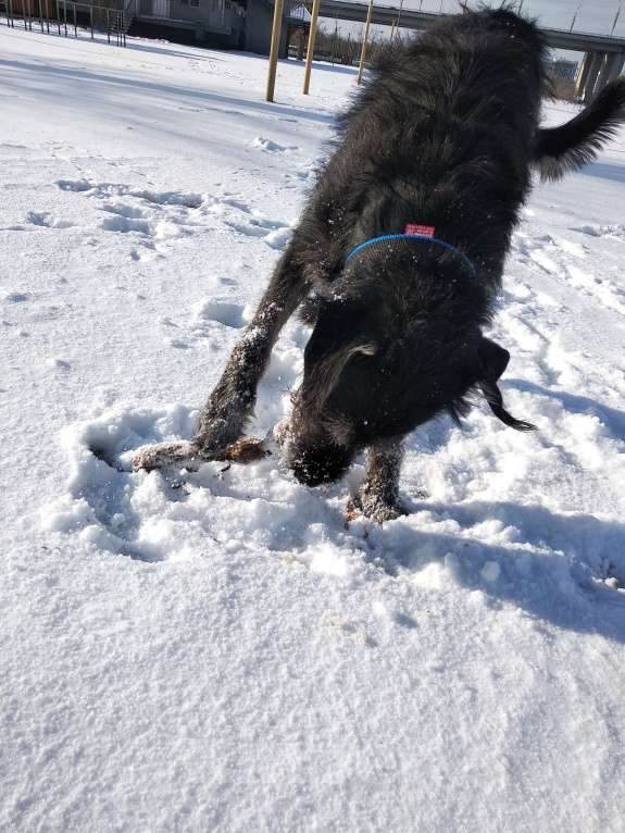 Собаки в Ростове-на-Дону: Найден метис дратхаара Мальчик, Бесплатно - фото 9