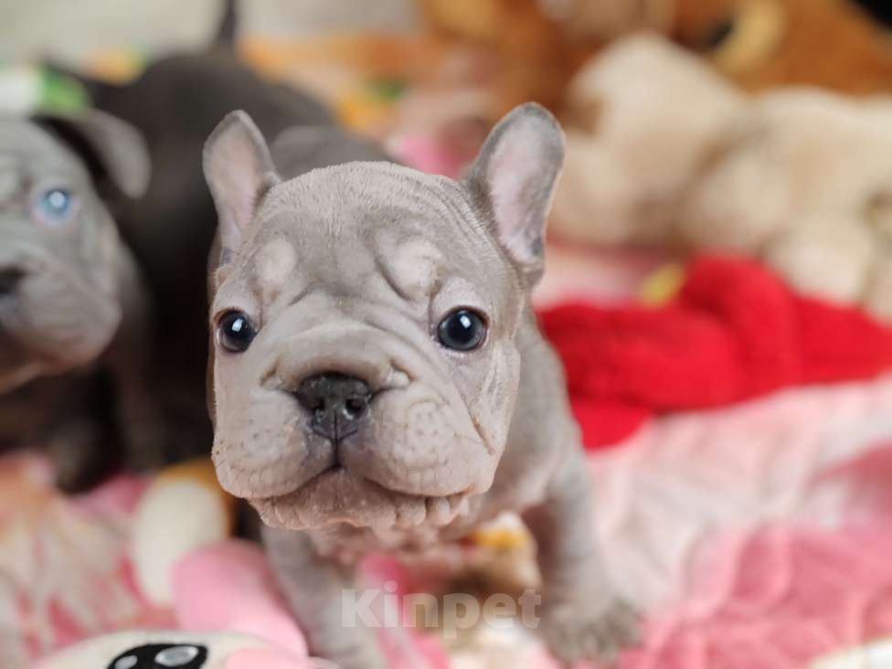 Собаки в Санкт-Петербурге: Шикарная лиловая девочка Бигроп вельвет Девочка, 120 000 руб. - фото 4