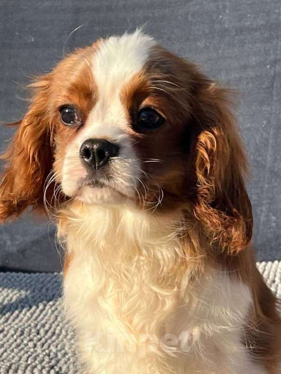 Собаки в Санкт-Петербурге: БЕСТ ИЛРЕАН КАСТОР Мальчик, 100 000 руб. - фото 2