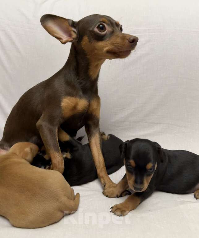 Собаки в Москве: Щенок пражский крысарик Девочка, Бесплатно - фото 3