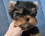 Собаки в Москве: Мальчик йорка Мальчик, 70 000 руб. - фото 1