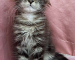 Кошки в Кировске (Мурманская область): Female. 30.03.25. DBE.n220961. Девочка, Бесплатно - фото 1