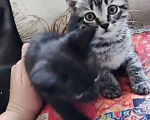 Кошки в Волгограде: котёнок в добрые руки Мальчик, Бесплатно - фото 1