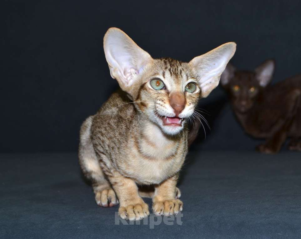 Кошки в Глазове: Хаммер Мальчик, 35 000 руб. - фото 1