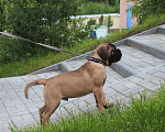 Собаки в Ханты-Мансийске: Щенки бульмастифа Мальчик, 50 000 руб. - фото 20