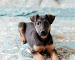 Собаки в Москве: Чудесный щенок-мальчик из Донецка ищет дом Мальчик, Бесплатно - фото 3
