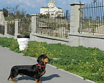 Собаки в Симферополе: Вязка такса стандарт чёрный мрамор, 3 500 руб. - фото 3