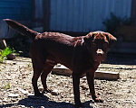Собаки в Уссурийске: Лабрадор на вязку, 15 руб. - фото 5