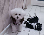 Собаки в Москве: Бишон фризе Девочка, 80 000 руб. - фото 2