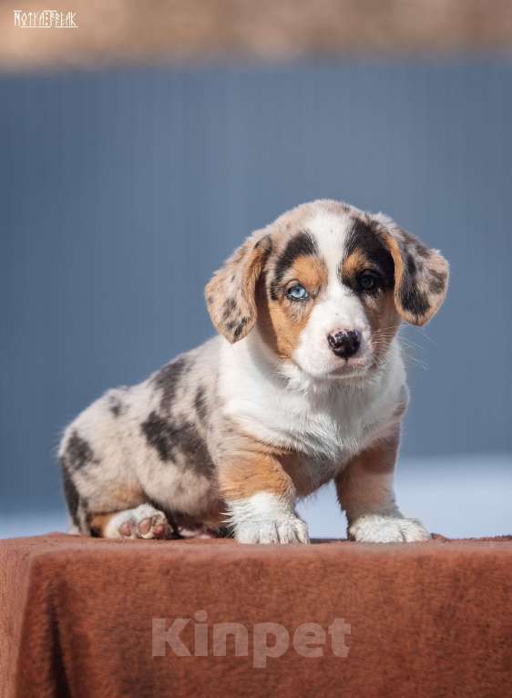 Собаки в Москве: Мальчик корги Мальчик, Бесплатно - фото 8