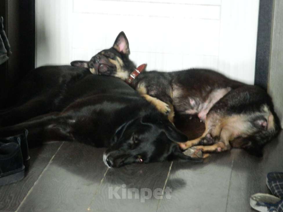 Собаки в Самаре: Собака-метис Арья в добрые руки Девочка, Бесплатно - фото 7