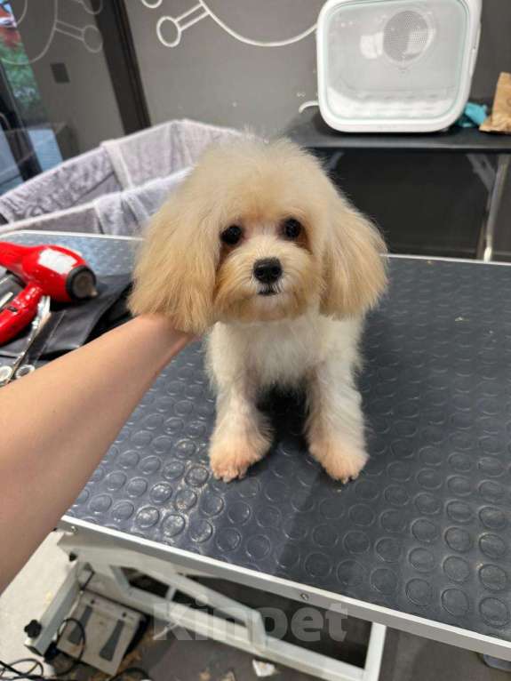 Собаки в Москве: Мальтипу микро Девочка, 100 000 руб. - фото 2