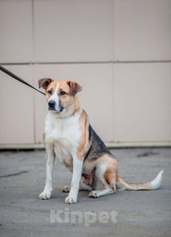 Собаки в Москве: Гаечка Девочка, Бесплатно - фото 11