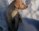 Собаки в Краснокамске: Лаброледи Злата Девочка, 25 000 руб. - фото 2
