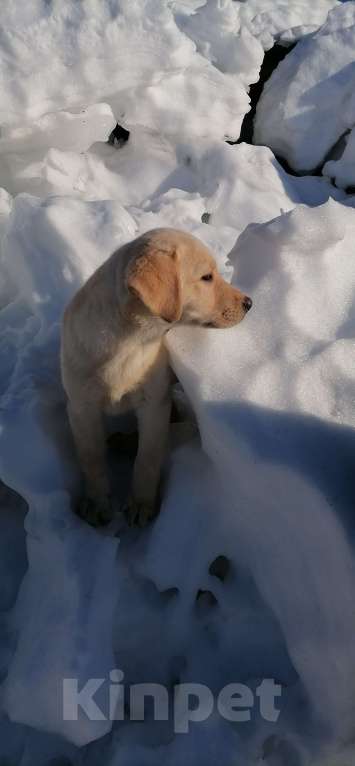 Собаки в Краснокамске: Лаброледи Злата Девочка, 25 000 руб. - фото 2