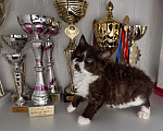 Кошки в Москве: Котята Селкирк рекс Мальчик, 110 000 руб. - фото 2
