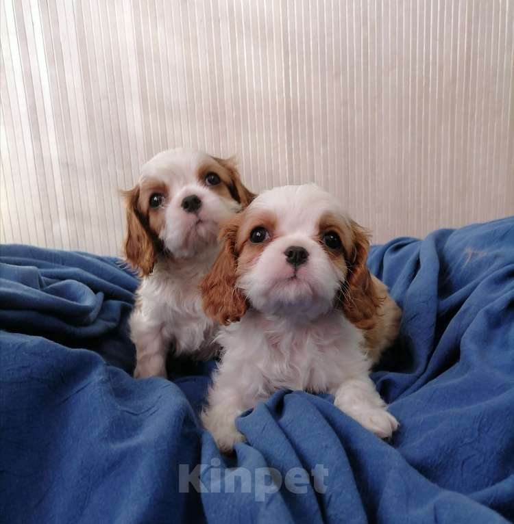 Собаки в Москве: Кавалер Кинг Чарльз спаниель 2 мес  Девочка, 100 000 руб. - фото 4