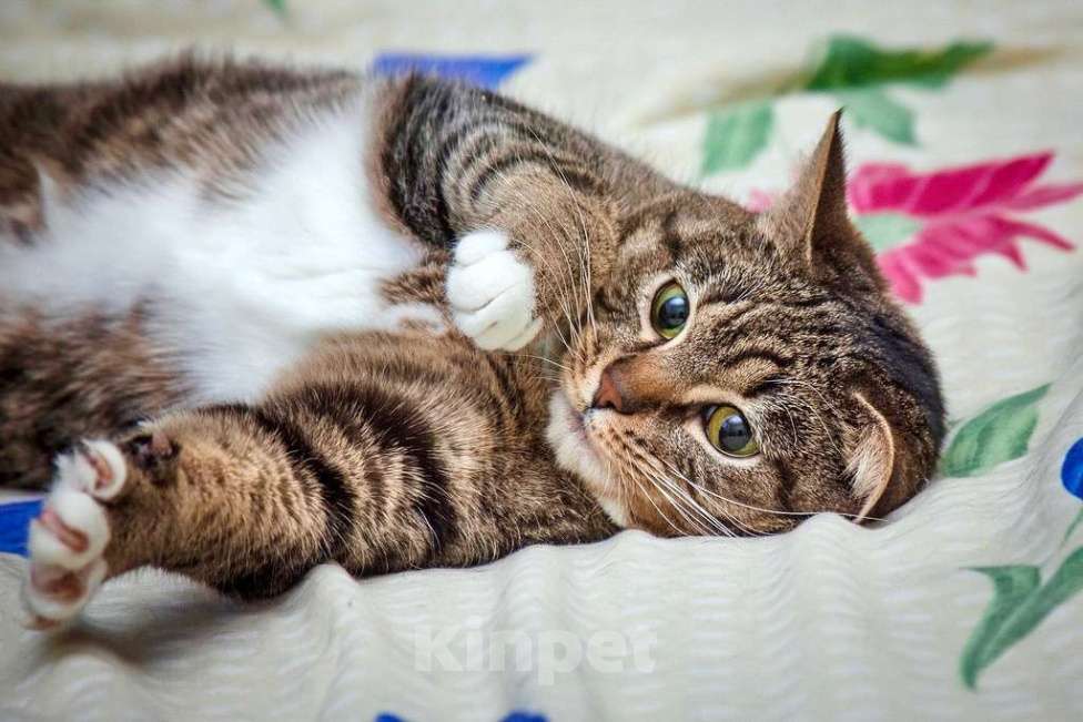 Кошки в Москве: Скромная полосатая кошечка Шуша в добрые руки Девочка, Бесплатно - фото 6