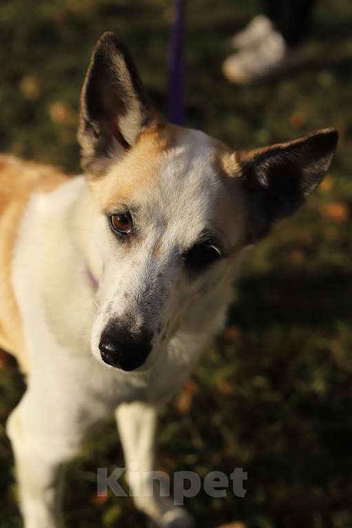 Собаки в Москве: Берта ищет дом Девочка, Бесплатно - фото 6