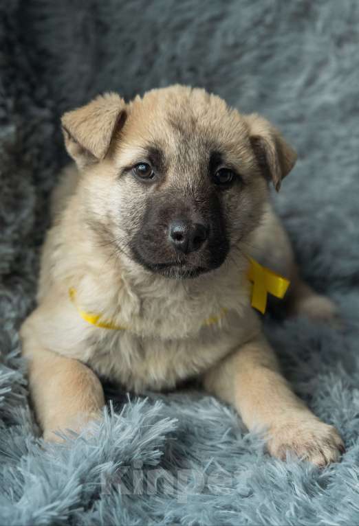 Собаки в Подольске: Амур ищет дом Мальчик, Бесплатно - фото 2