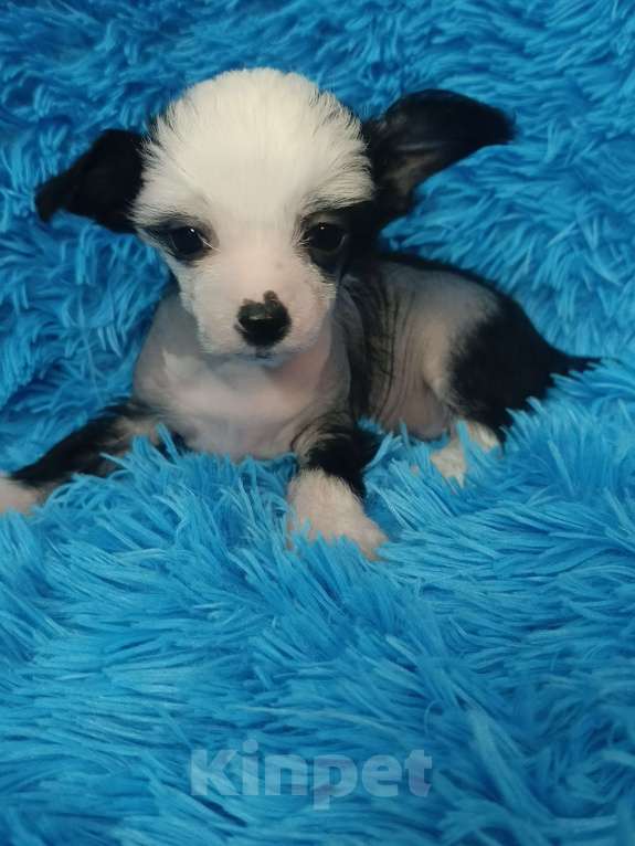 Собаки в Санкт-Петербурге: Девочка голая мини Девочка, 70 000 руб. - фото 4