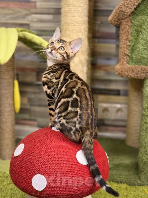 Кошки в Москве: Fluffy Benjoy Девочка, 85 000 руб. - фото 1