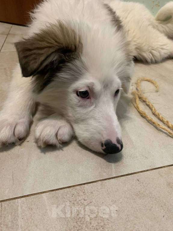 Собаки в Москве: Хали якутенок ппбж Девочка, Бесплатно - фото 3