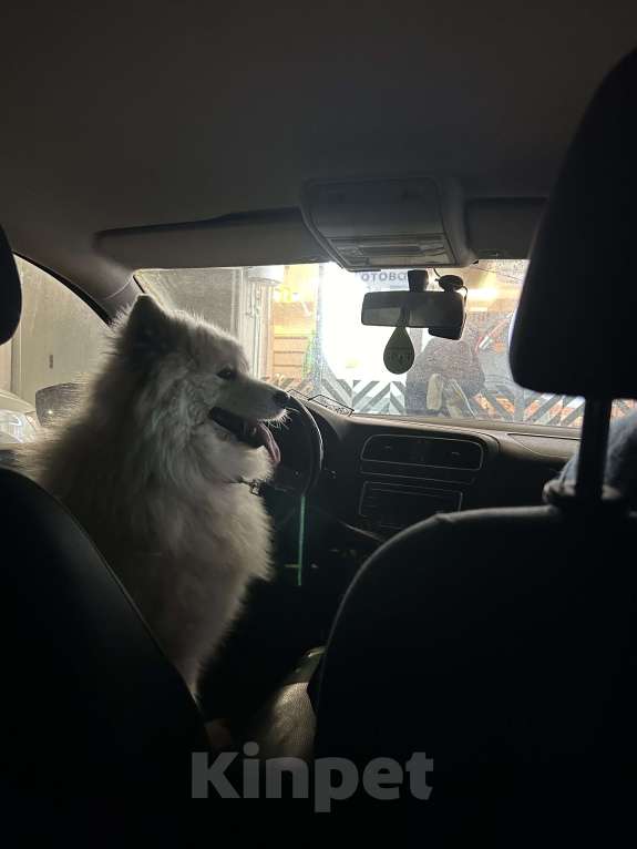 Собаки в Саратове: Пропала девочка самоед Девочка, 1 000 руб. - фото 9