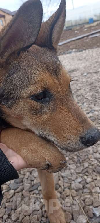Собаки в других городах Московской области: Щенок в дар Девочка, Бесплатно - фото 6